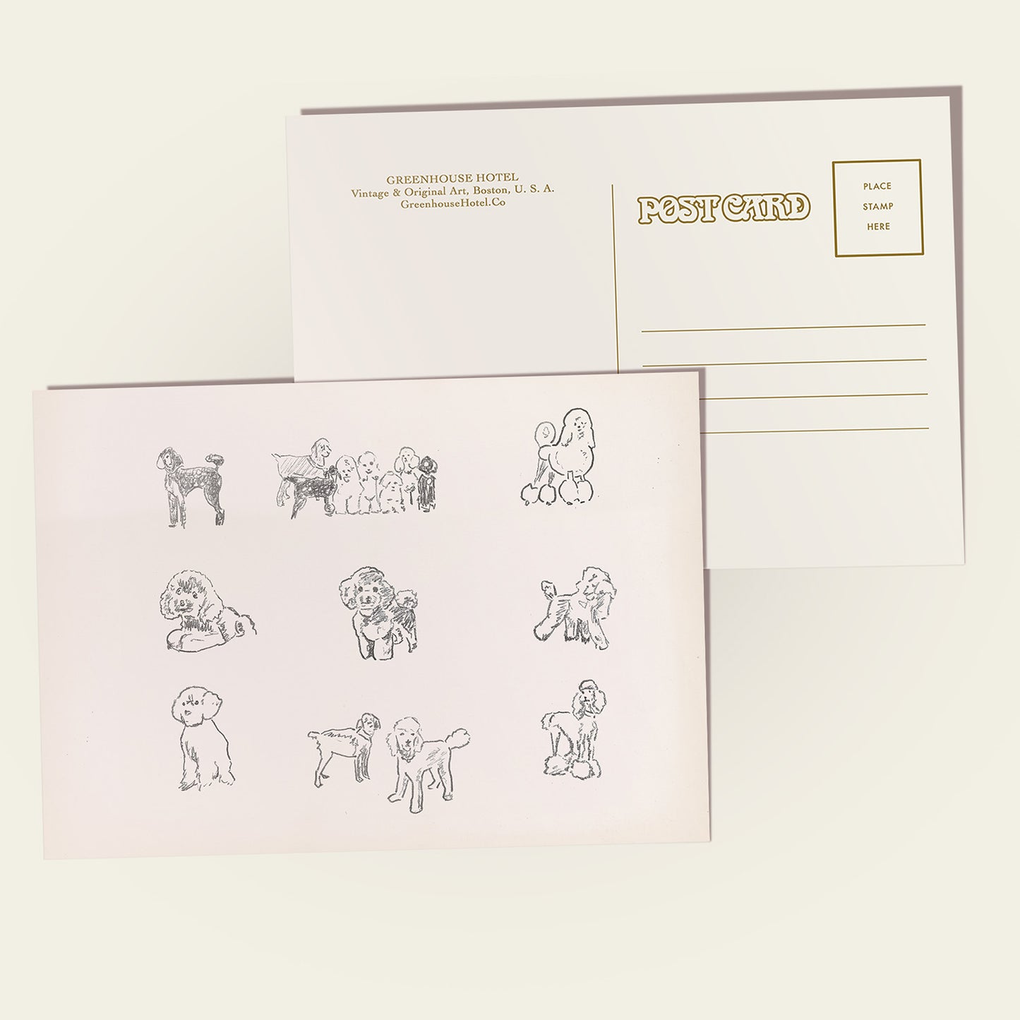 Poodle Sketches Postcard