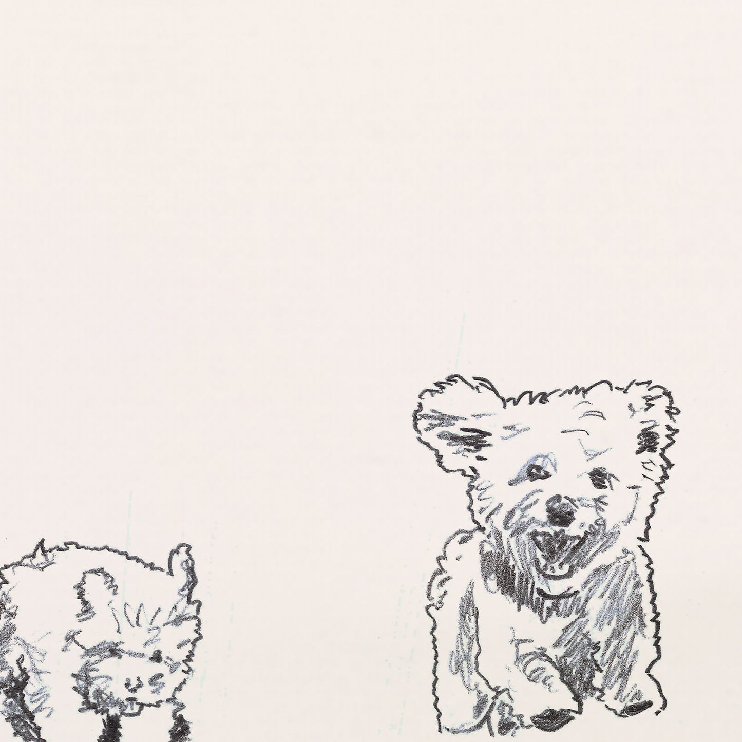 Bolognese Dog Sketches Print