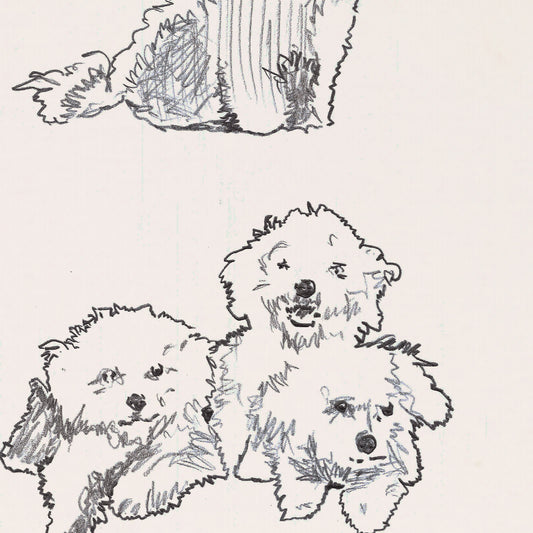 Bolognese Dog Sketches Postcard
