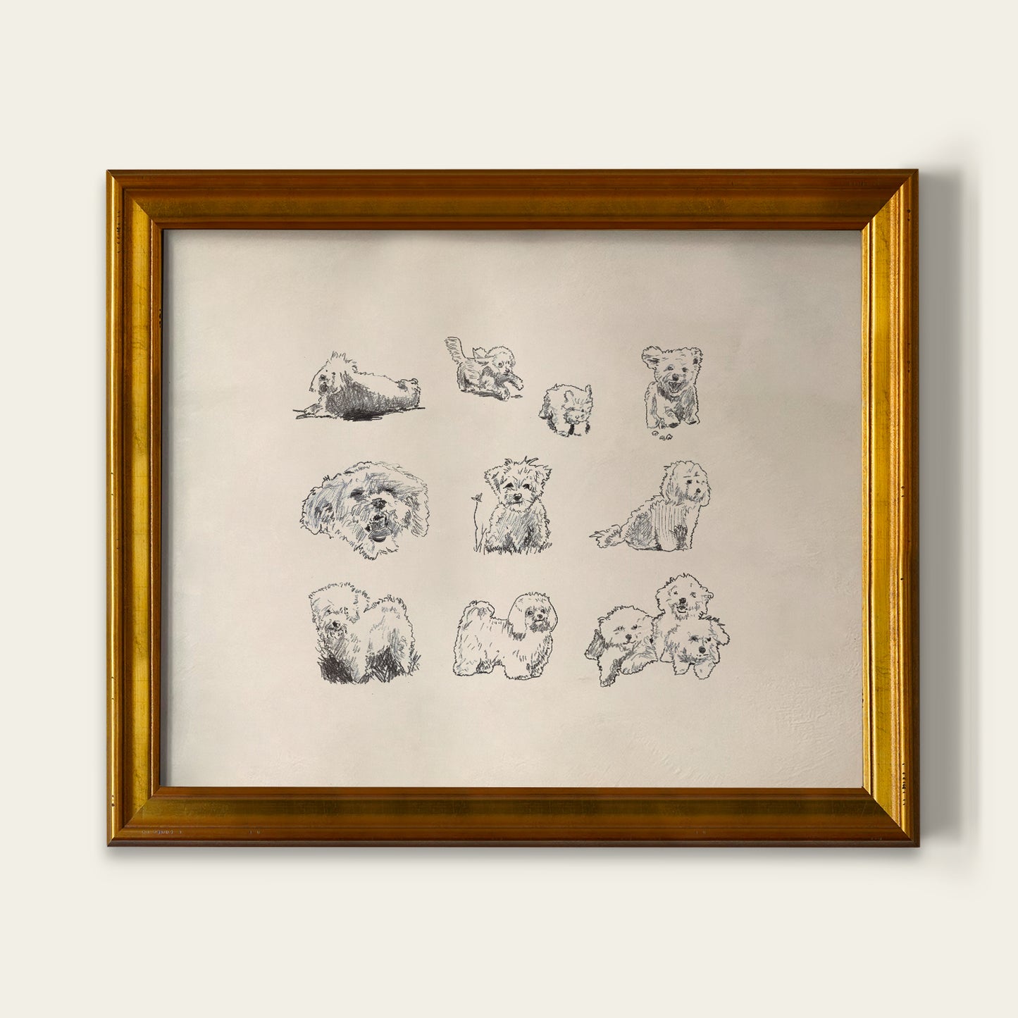 Bolognese Dog Sketches Print