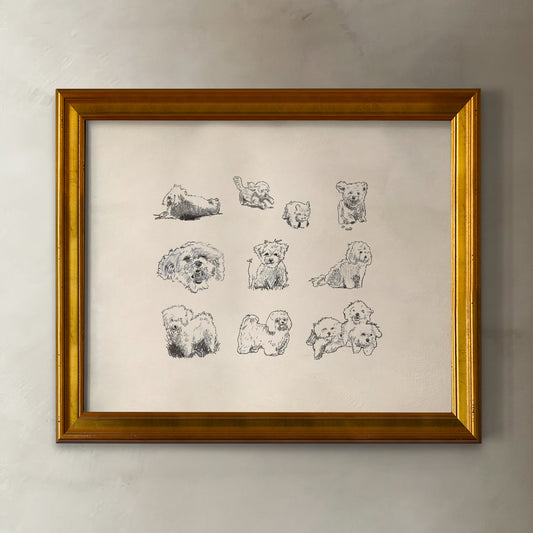 Bolognese Dog Sketches Print