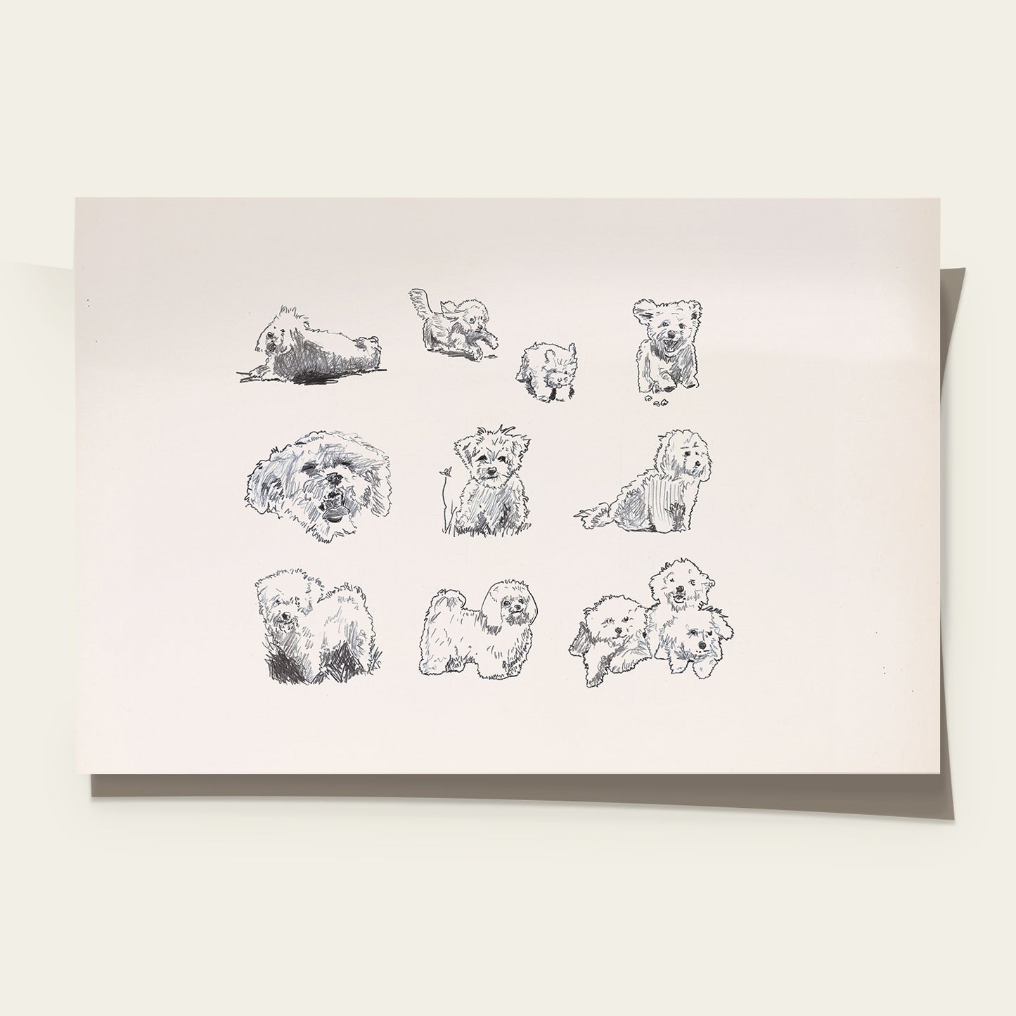 Bolognese Dog Sketches Print