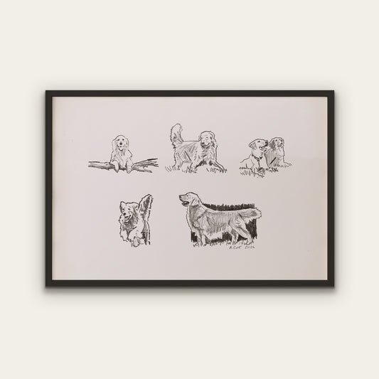 Golden Retriever Sketches Print I