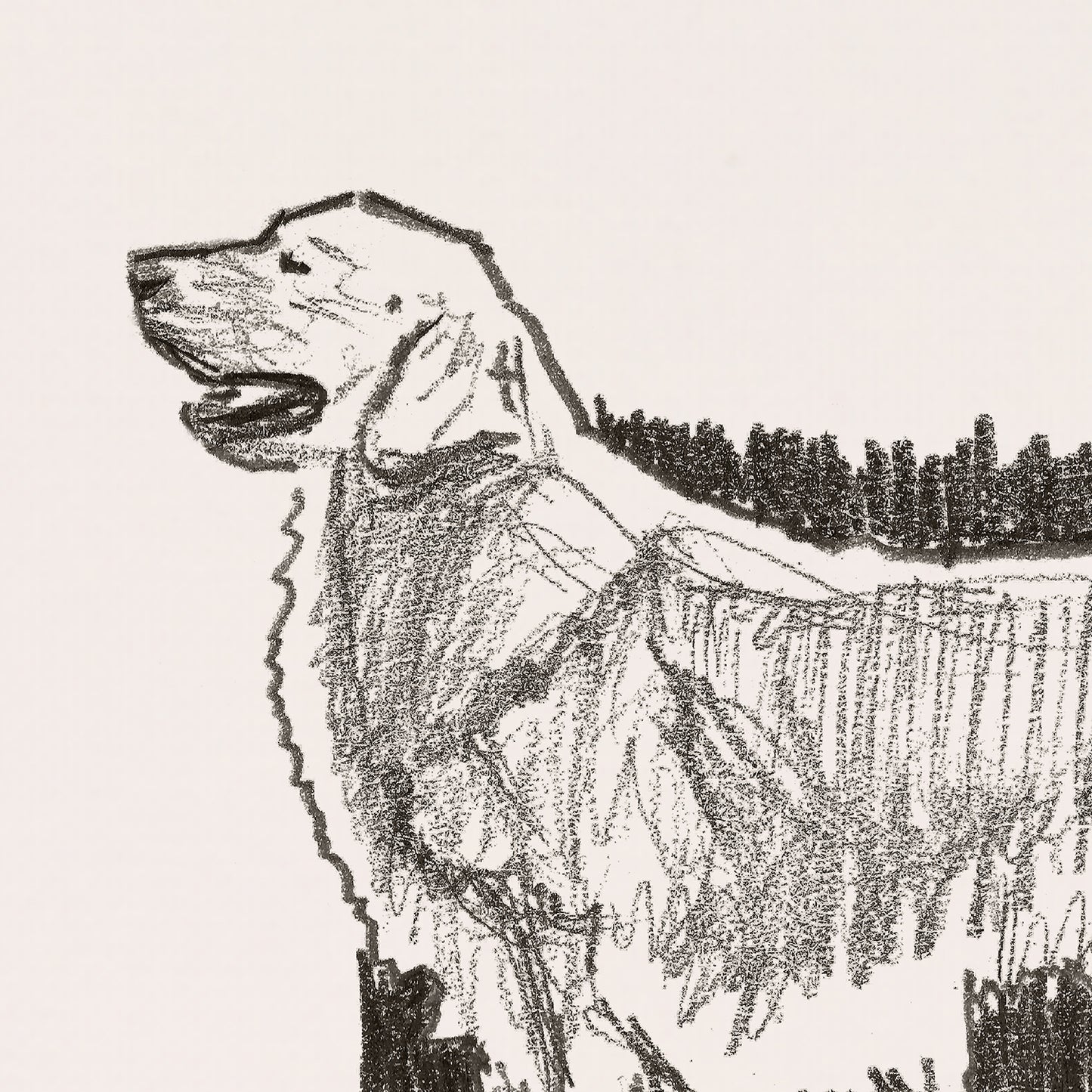 Golden Retriever Sketches Print I