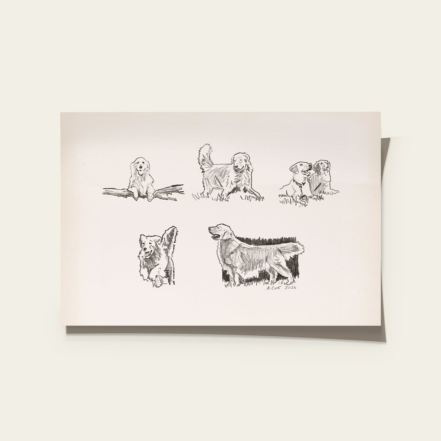 Golden Retriever Sketches Print I