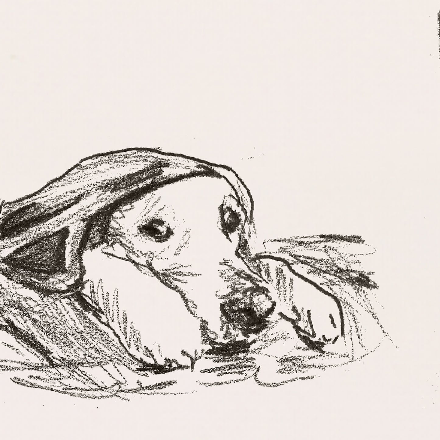 Golden Retriever Sketches Print II
