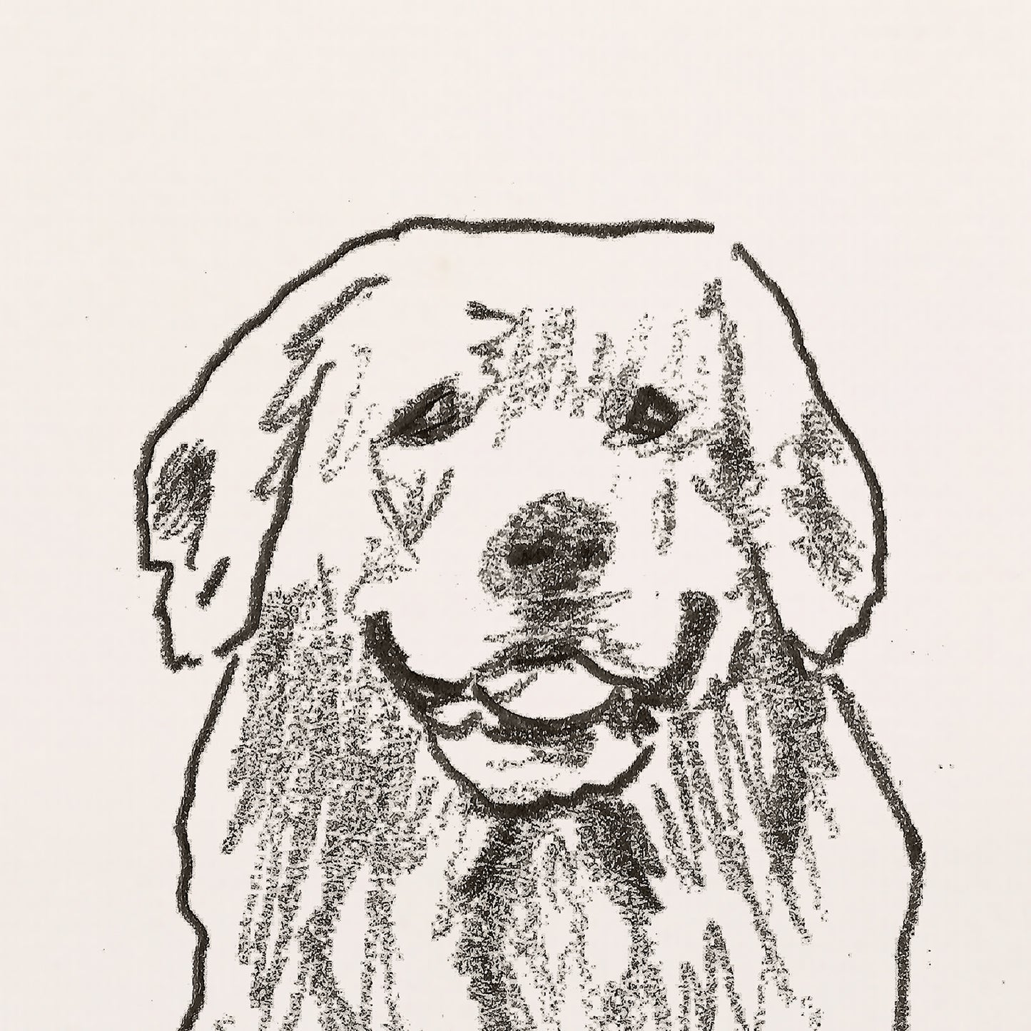 Golden Retriever Sketches Print II