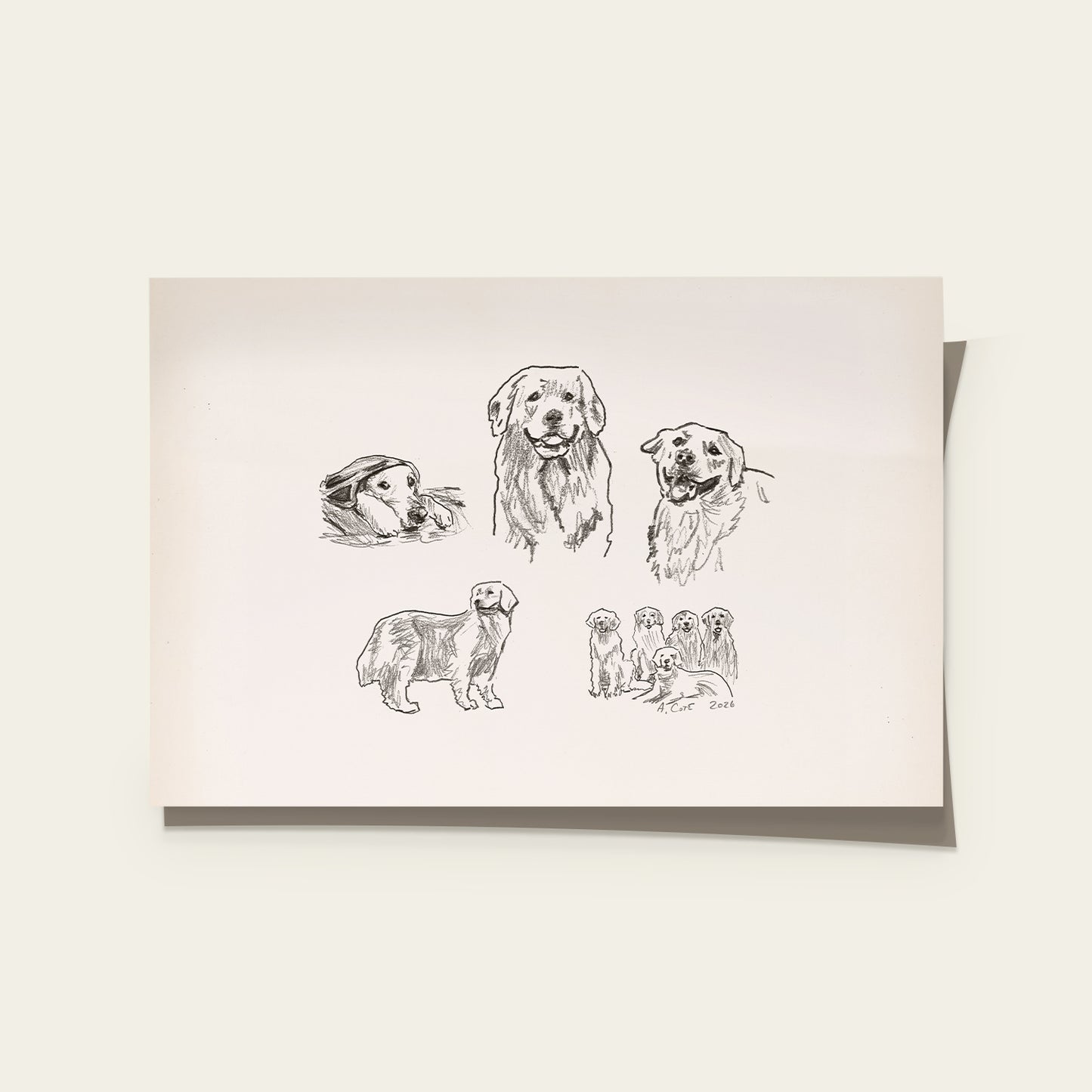 Golden Retriever Sketches Print II