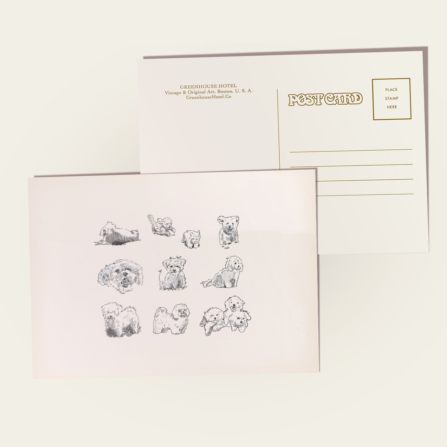 Bolognese Dog Sketches Postcard