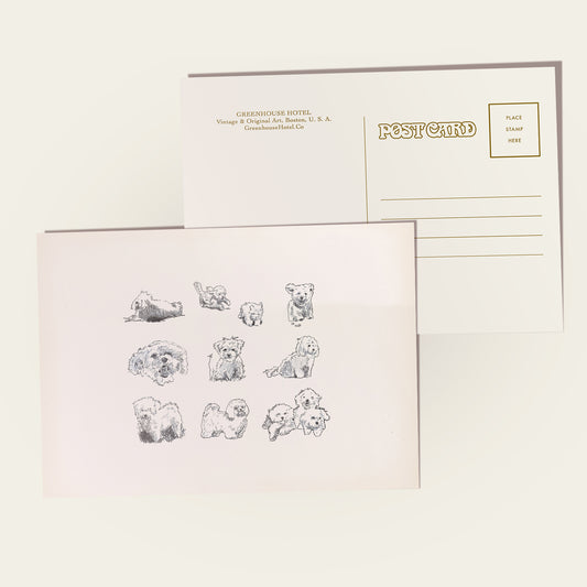 Bolognese Dog Sketches Postcard